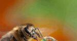Медоносные пчёлы вымирают по всей планете