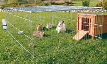 Élevage de lapins : devis pour l'élevage de lapins