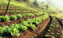 Règles et procédure d'obtention d'une subvention pour le développement agricole